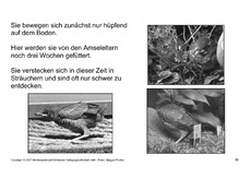 Bilderbuch-Amsel-SW-19.pdf